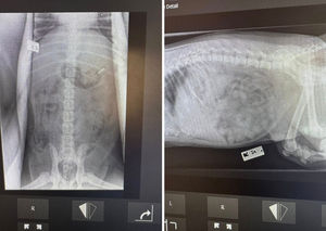 Five-month-old bull terrier Charlie was rushed to Teme Vets in Ludlow after swallowing a razor blade. Photo: Teme Veterinary Practice