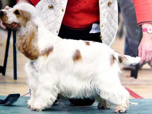 Supporting image for story: £1,000 show dog snatched from Brownhills home