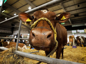 Supporting image for story: ‘Positive mood’ as Telford dairy event draws thousands - with pictures