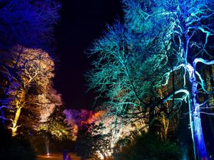 Supporting image for story: Illuminated trails and winter walks this festive season at Weston Park