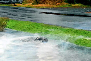 A care-free Bob seen frolicking in the water. Pictures: Luke Hemming