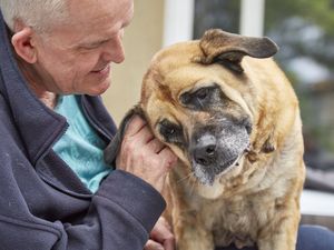 Supporting image for story: Elderly dog abandoned at Christmas ‘happy and healthy’ after finding new home