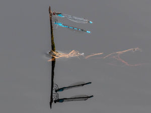 Supporting image for story: Damselflies return to Shropshire nature reserve