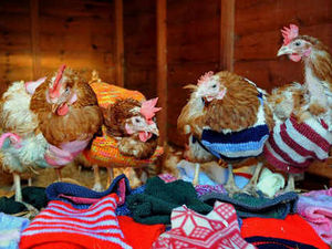 Supporting image for story: Chickens all wrapped up for the big freeze