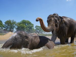 Supporting image for story: Peter Rhodes on old movies, a BBC warning and memories of feeding the elephants