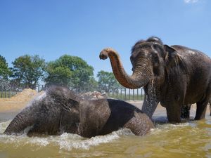 Supporting image for story: Peter Rhodes on old movies, a BBC warning and memories of feeding the elephants