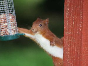Supporting image for story: Peter Rhodes: The helpfulness of bullies