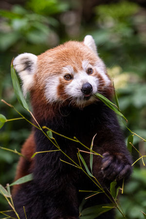 It is the first time West Midland Safari Park will have red pandas on site