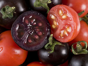 Supporting image for story: Still ongoing: Fierce debate about GM foods that began with a tomato puree