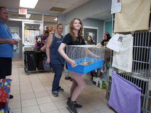 Supporting image for story: Thousands of chicks found abandoned in postal truck have been adopted