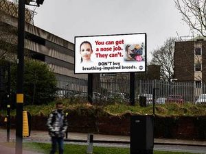 Supporting image for story: 'You can get a nose job. They can't' – 'Unsettling' new billboard in city centre urges people not to buy dogs with flat faces
