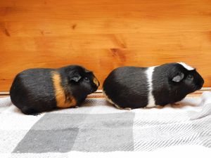 Supporting image for story: New homes needed after 19 guinea pigs found dumped in cardboard boxes 