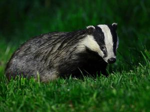 Supporting image for story: Farmer-led badger vaccination trial raises hopes for tackling bovine TB