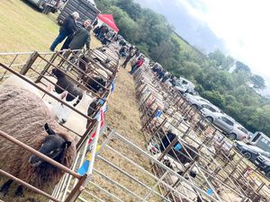 Supporting image for story: Llanbadarn Fynydd will be hosting its annual show Saturday, June 21 with organisers hoping it will be a spectacular event
