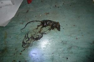 Officers discovered a mouse and cockroach infestation at the store. Photo: Walsall Council