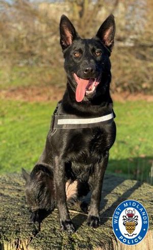 PD Hail caught two suspected car thieves on the active night shift