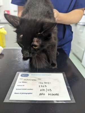 The female cat was found to be severely underweight. Photo: RSPCA