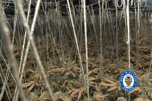 Officers from Wolverhampton Priority Crime Team also discovered an extensive grow, believed to be cannabis