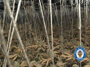 Supporting image for story: Police discover extensive cannabis grow and over £400,000 of stolen machinery in major Wolverhampton bust