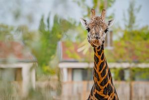 The Reserve at Chester Zoo