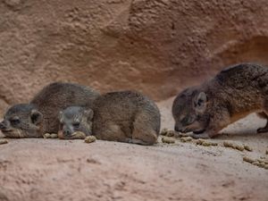 Supporting image for story: Visitors buzzing with the arrival of cute rock hyrax pups at Chester Zoo