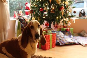 Seven Christmas foods dangerous to dogs