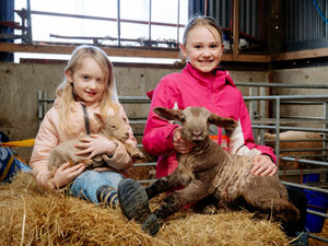 Supporting image for story: 'Hulk the lamb' weighs in at double expected size after birth at Shropshire farm