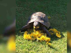 Supporting image for story: Police issue appeal after tortoise ‘stolen from garden’ during owner’s holiday