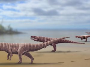 Supporting image for story: 120 million-year-old crocodile ‘may have walked like a dinosaur’