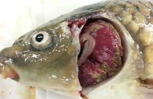 A diseased fish