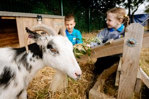Longlands Community Primary School in Market Drayton have introduced two goats in their school garden, one called Leo (Leonardo DiCapri-Goat) and Vince (Vincent Van Goat)