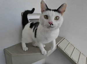Orville is full of character. Picture: RSPCA