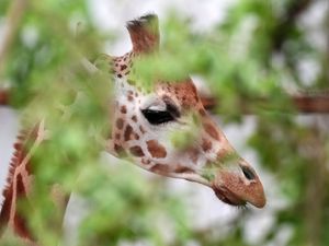 Supporting image for story: Female giraffe arrives at safari park in bid to boost breeding programme