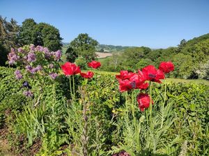 Supporting image for story: It may be autumn but there are still open gardens in Powys to visit