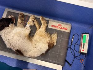 Supporting image for story: Spaniel found 'collapsed and emaciated' on dual carriageway layby in West Midlands