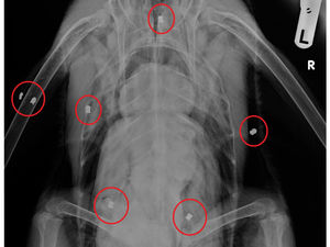 Supporting image for story: Burntwood swan put down after being shot ten times in "disturbing" attack