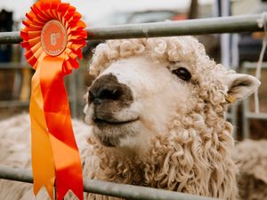 Supporting image for story: Oswestry Show returning with day of town and country entertainment 