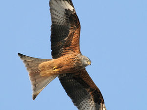 Supporting image for story: TV presenter finds red kite shot dead after spate of 'sickening' bird killings