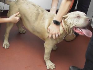 Supporting image for story: Dog owner jailed after cropping bulldog ears and posting pictures on Instagram