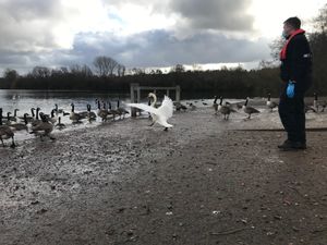 Supporting image for story: Swan and ducks returned to Dudley's Bumble Hole lake after diesel spill