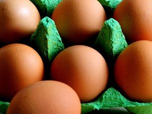 Supporting image for story: Everything you need to know about Fipronil – the pesticide behind the egg contamination scandal