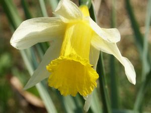 Supporting image for story: Rhayader Primary School will be invited to apply for a grant to help them celebrate next year’s St David’s Day