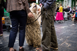 A Hungarian Puli at the Birmingham National Exhibition Centre (NEC) during the third day of the Crufts Dog Show. PA Photo. Issue date: Saturday March 7, 2020. See PA story ANIMALS Crufts. Photo credit should read: Jacob King/PA Wire.