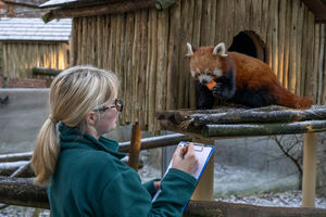 Keepers count the animals daily at the Park, but the annual animal count is required of all wildlife parks, as part of zoo licencing requirements.