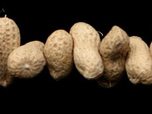 Supporting image for story: Early introduction of peanuts and eggs ‘may cut allergies in high-risk infants’