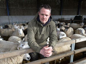 Supporting image for story: Pregnant sheep killed by two men at Staffordshire farm