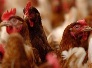 Supporting image for story: Avian flu and its impact on poultry farming discussed in Westminster