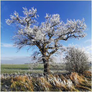 Mark Jones - Morning Frost