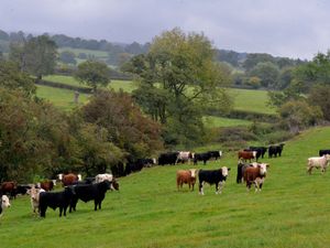 Supporting image for story: NFU welcomes bovine TB cattle vaccine field trials