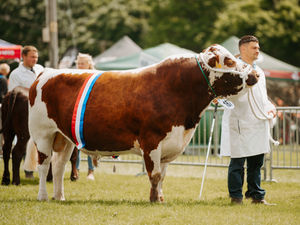Supporting image for story: Shropshire County Show is ready to celebrate 150 years  in 2025